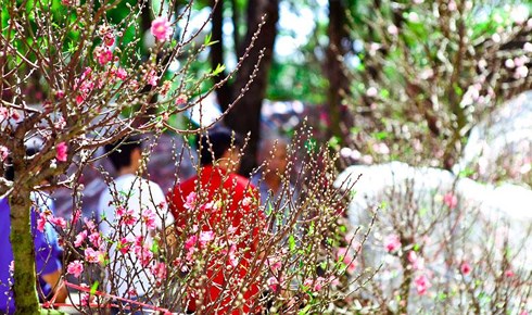 Dự báo thời tiết Tết Nguyên đán 2019: Miền Bắc có thể xuất hiện rét và rét đậm