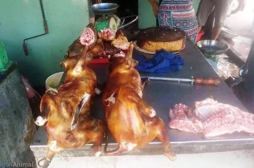 TIN TỨC MỚI - Nhật Bản bắt giữ 3 người Việt nhập lậu thịt chó