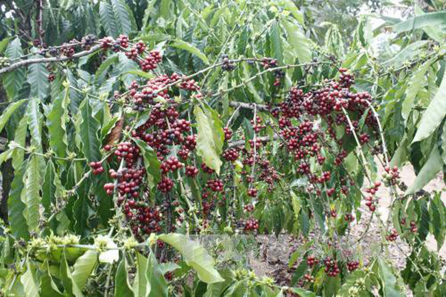 TIN TỨC MỚI - Giá cà phê đồng loạt tăng