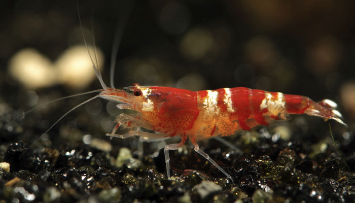 371337-shrimp.jpg