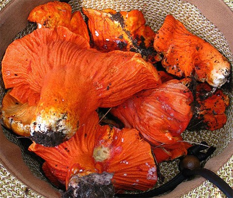 loai-moc-co-kha-nang-bien-cac-cay-nam-thanh-thit-tom-hum.jpg