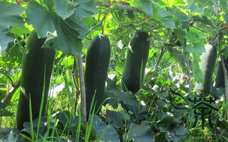 cong-dung-cua-bi-dao.jpg