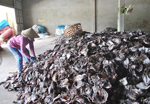 gan-1000-tan-muc-kho-u-dong-vi-trung-quoc-ngung-thu-mua.jpg